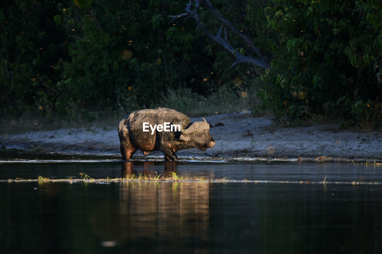 SIDE VIEW OF GIRAFFE DRINKING WATER