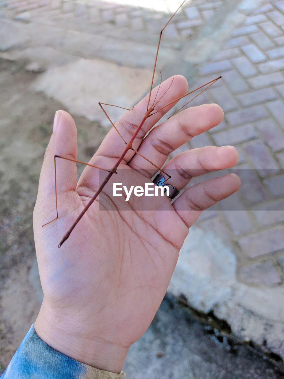 CLOSE-UP OF HANDS HOLDING INSECT