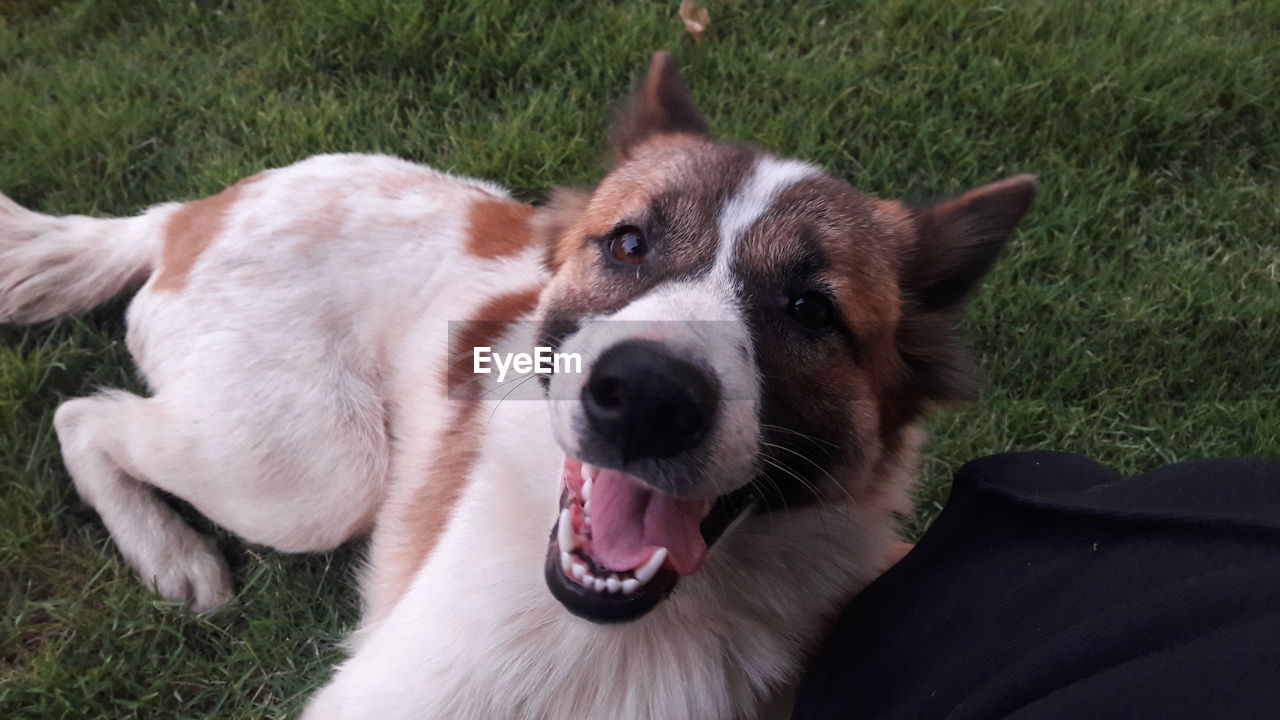 Close-up of dog on field