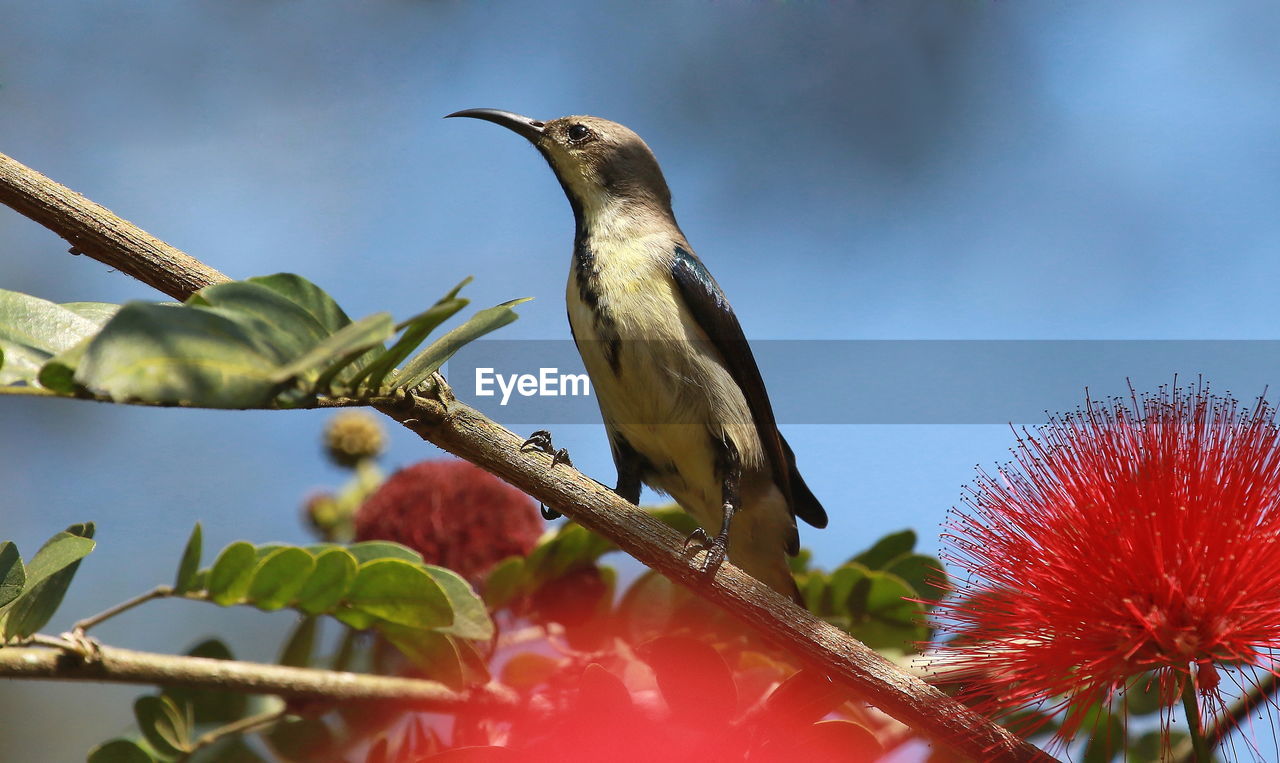 LOW ANGLE VIEW OF BIRD PERCHING ON TREE