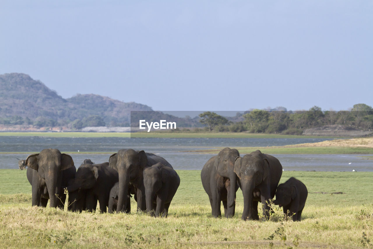 VIEW OF ELEPHANTS ON FIELD