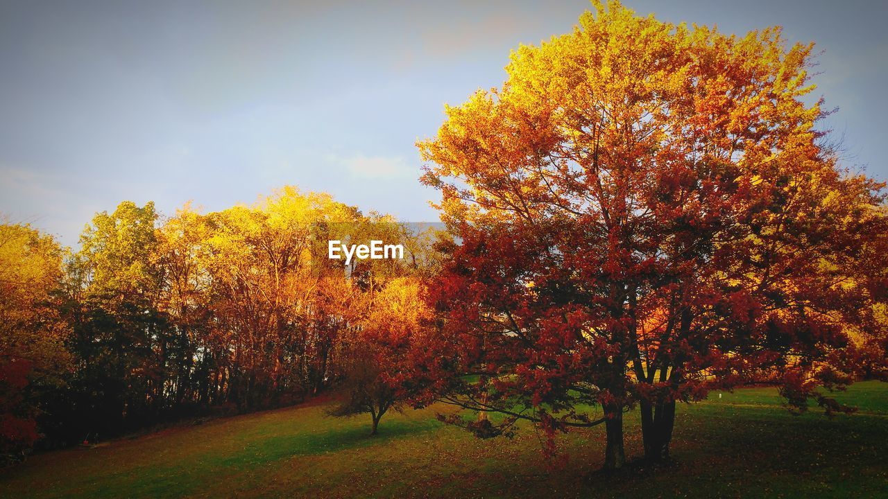 TREES AGAINST SKY DURING AUTUMN AGAINST CLEAR BLUE BACKGROUND