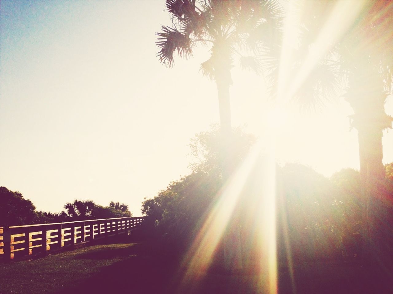 Sunbeams shining through palm trees