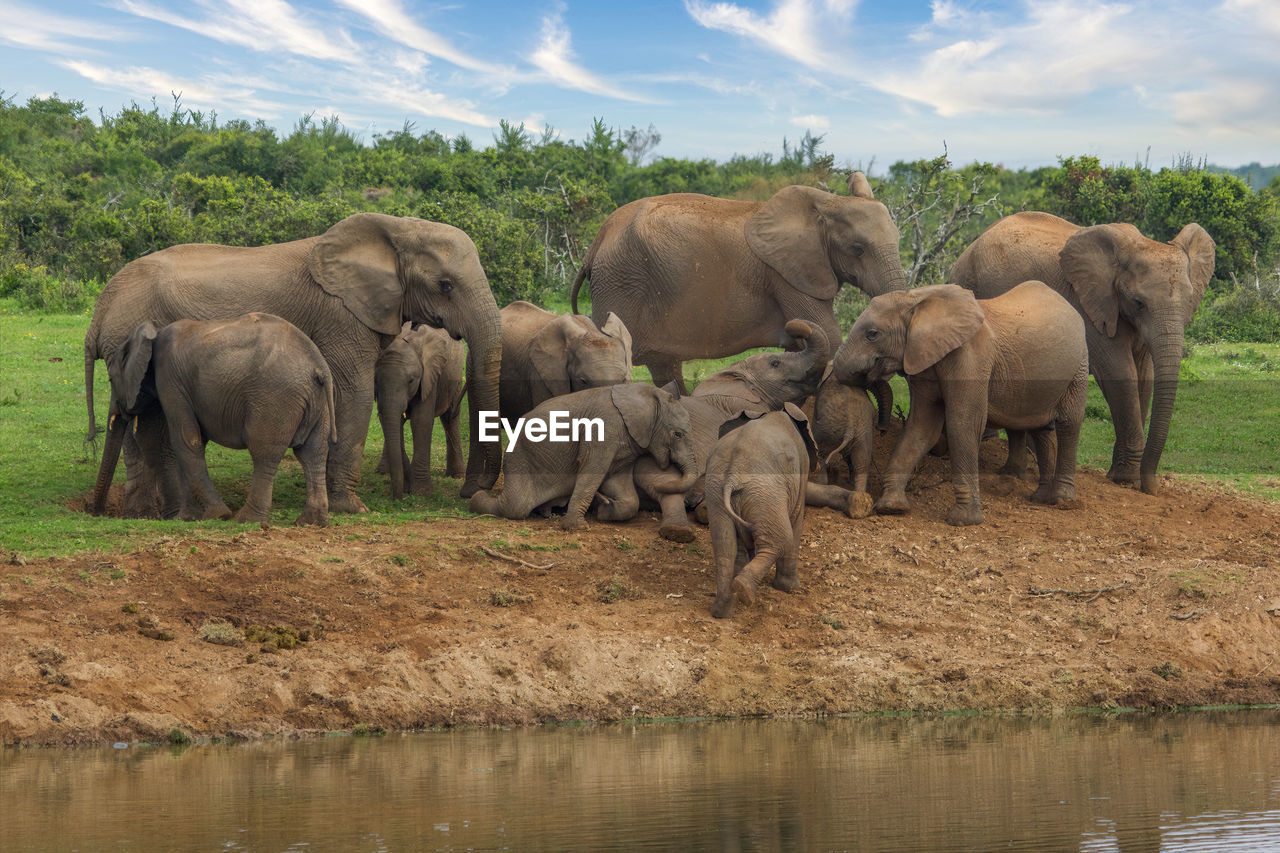 elephants drinking water at lakeshore