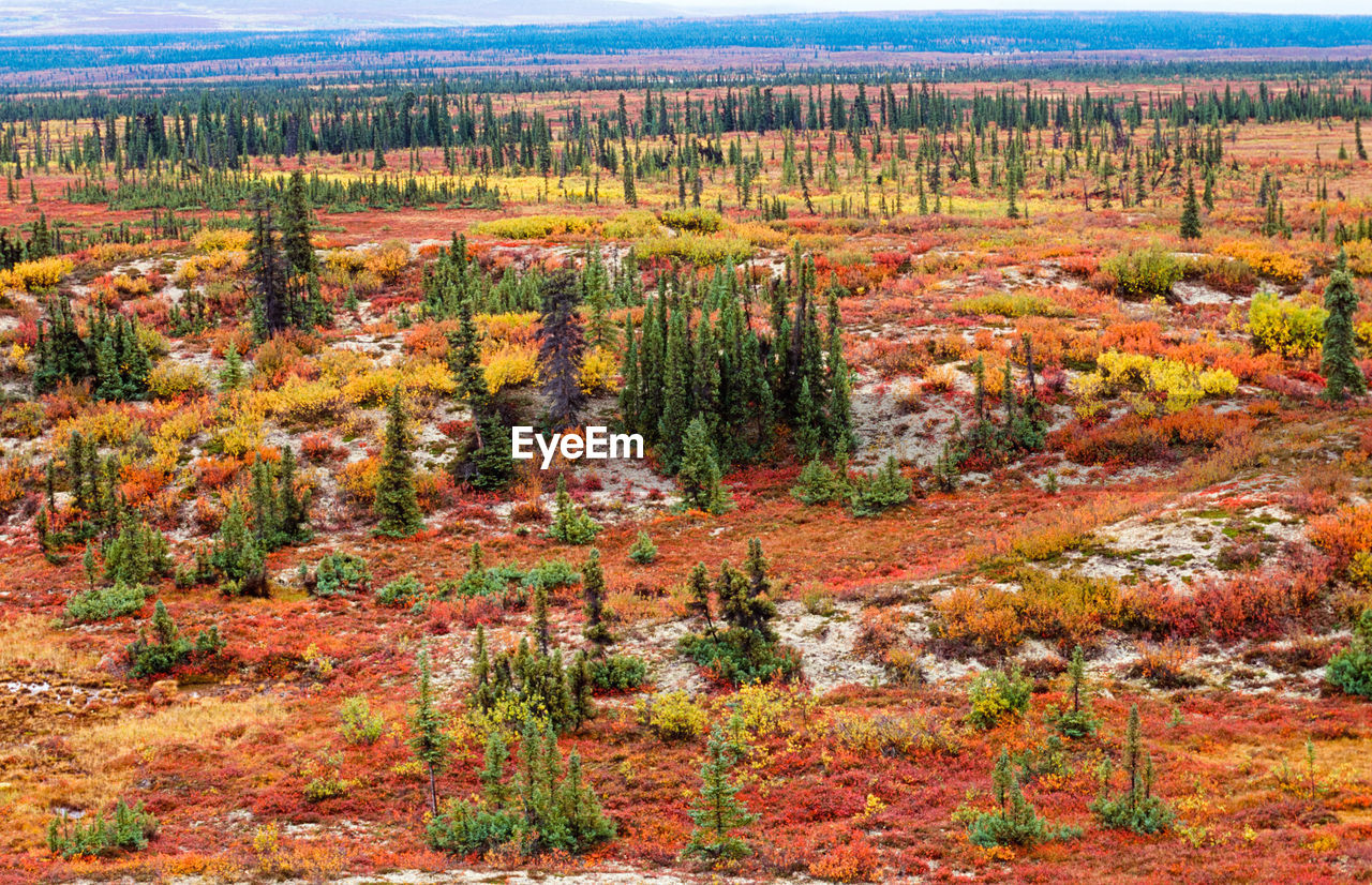 Tundra landscape in autumn color