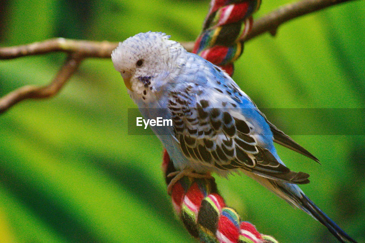 BIRD PERCHING ON A BRANCH