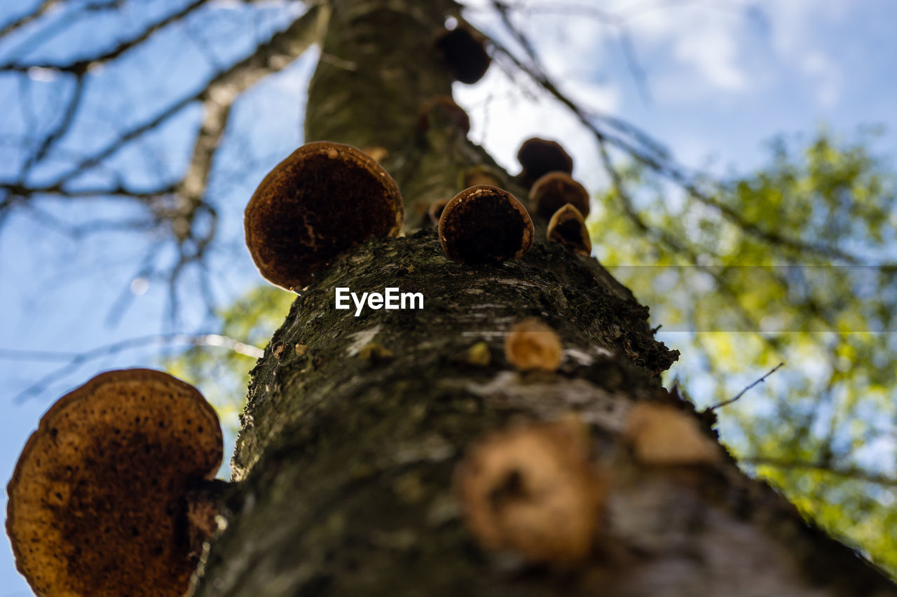 LOW ANGLE VIEW OF CRAB ON TREE