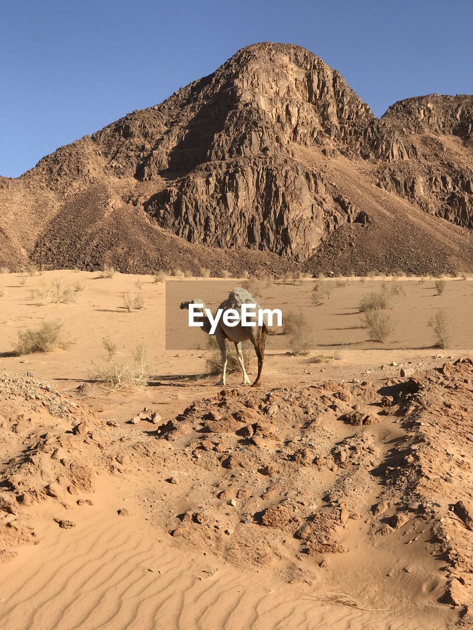 View of a camel in a desert against a hump shaped hill