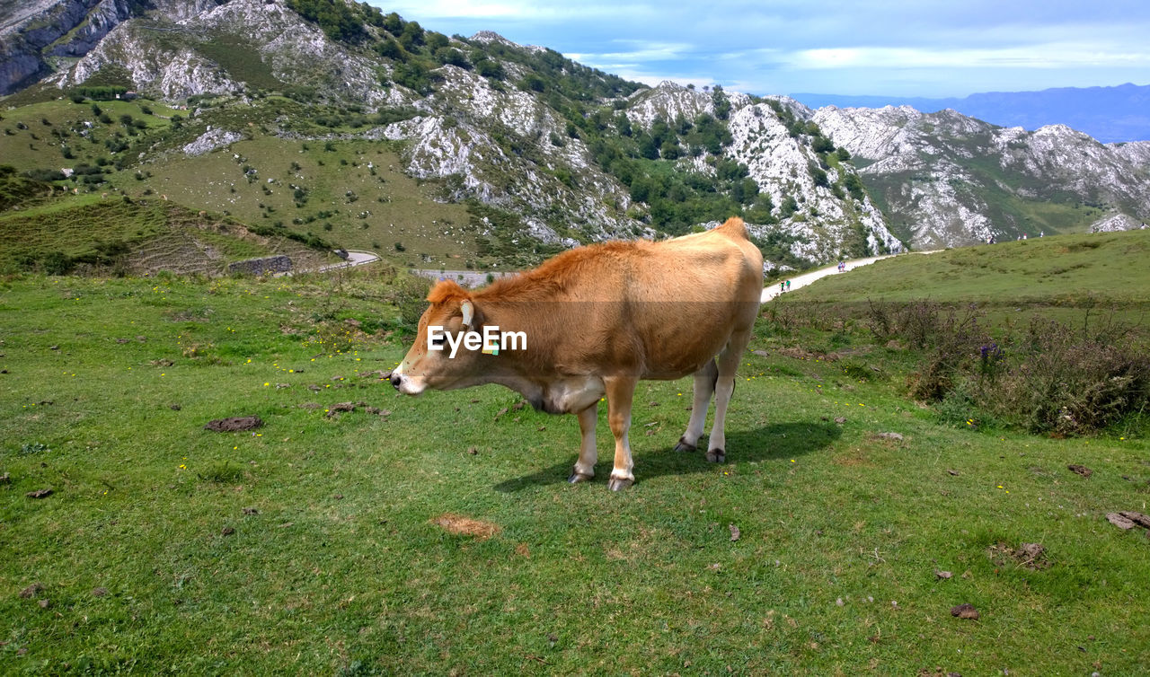 Cow standing on grassy field by mountains