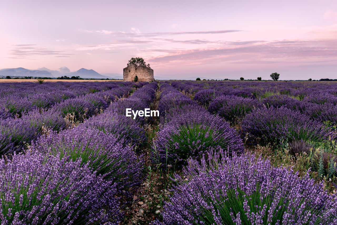 PURPLE FLOWERING PLANTS ON FIELD DURING SUNSET