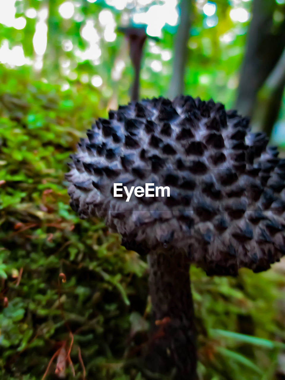 CLOSE-UP OF MUSHROOM GROWING ON TREE