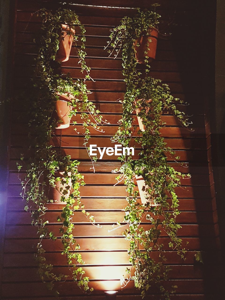 LOW ANGLE VIEW OF POTTED PLANTS ON BUILDING