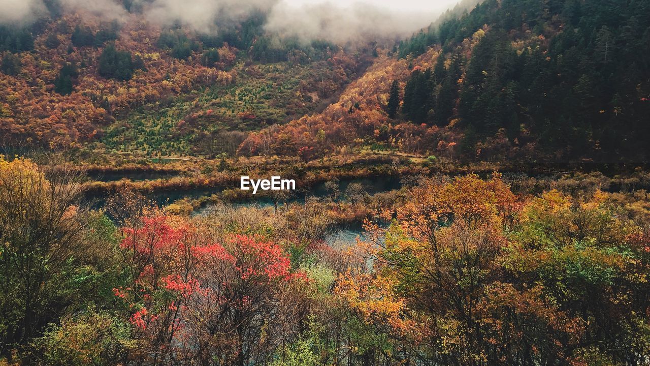 Scenic view of lake in forest during autumn