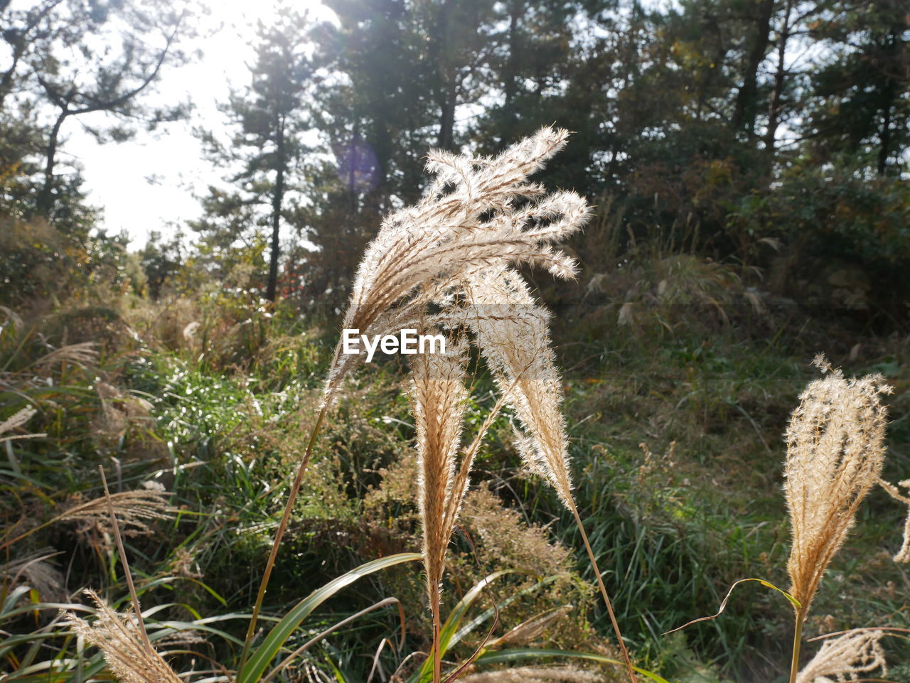 CLOSE-UP OF FRESH PLANTS ON FIELD