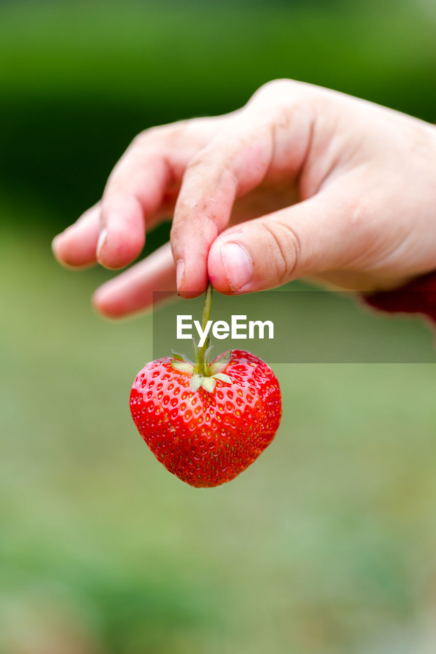 Close-up of hand holding strawberry