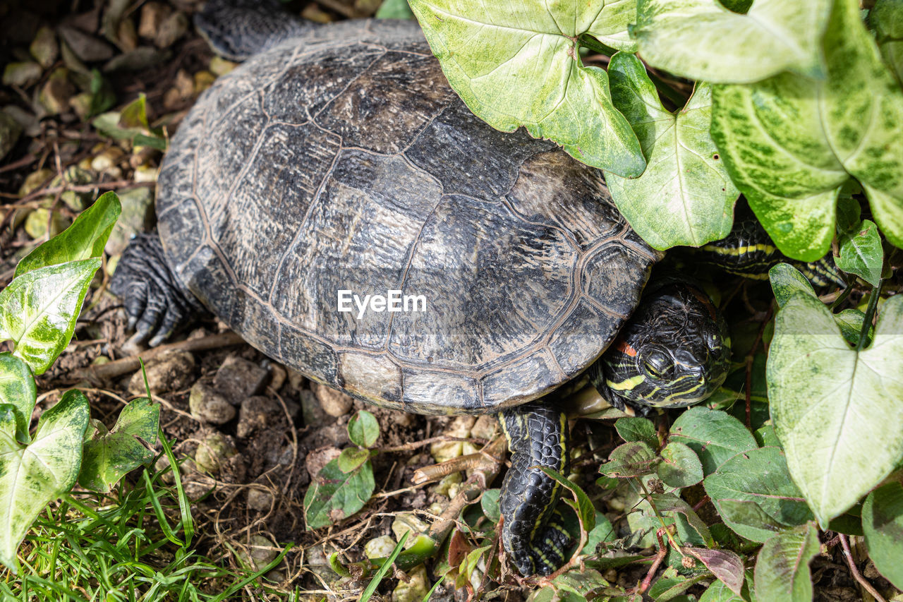 turtle, animal wildlife, animal themes, animal, reptile, tortoise, shell, wildlife, nature, leaf, animal shell, plant part, one animal, plant, no people, tortoise shell, high angle view, land, close-up, outdoors, day