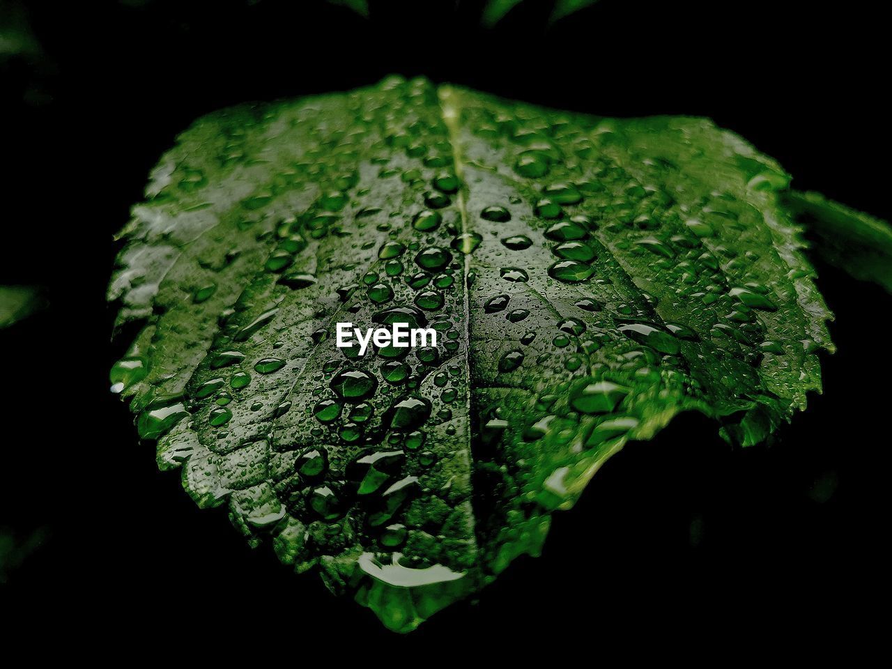 CLOSE-UP OF RAINDROPS ON GREEN LEAVES