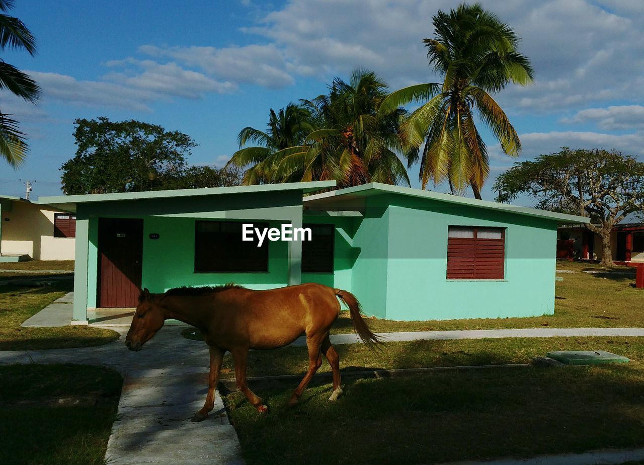 Horse walking outside house