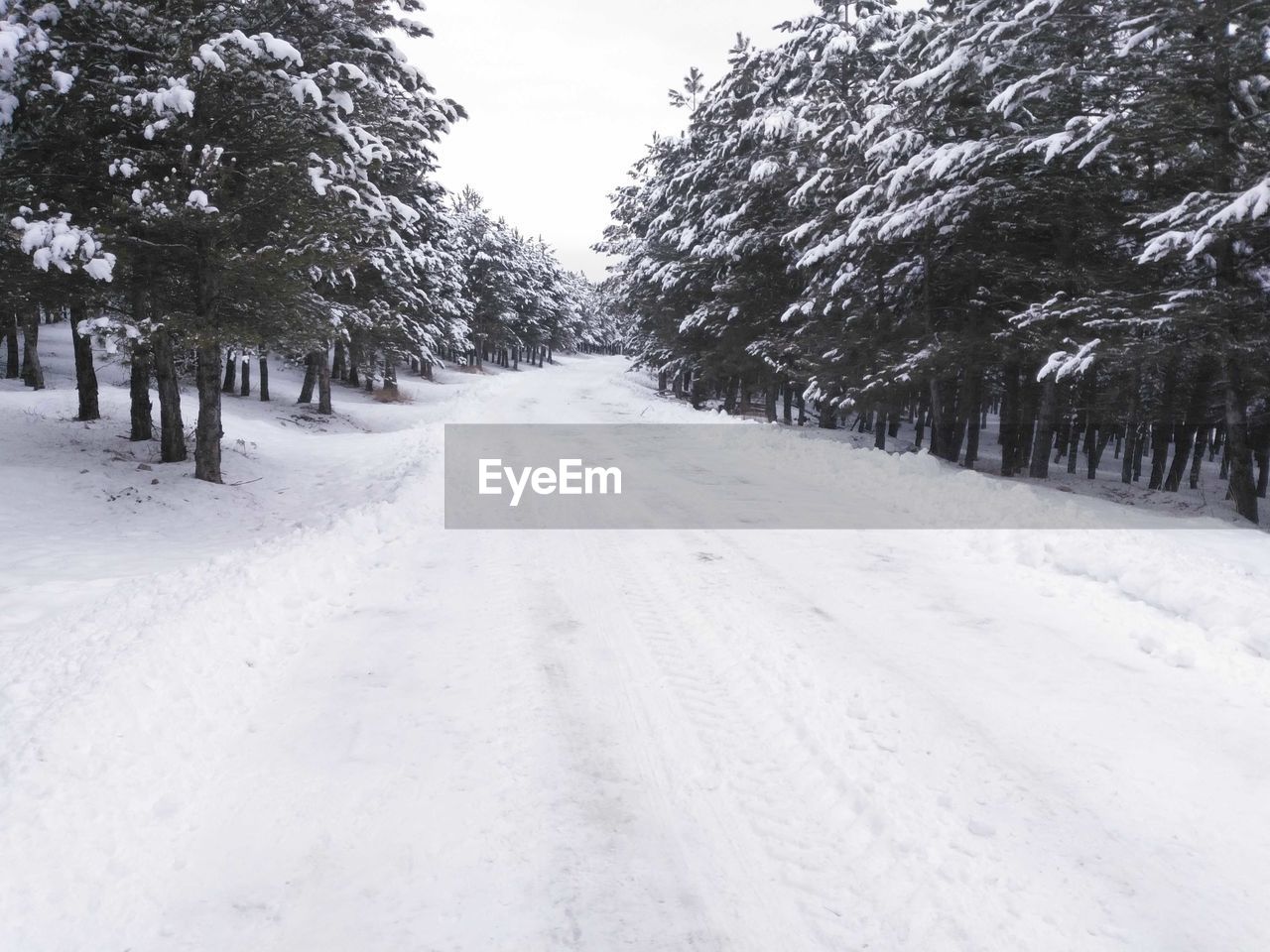 SNOW COVERED ROAD BY TREES