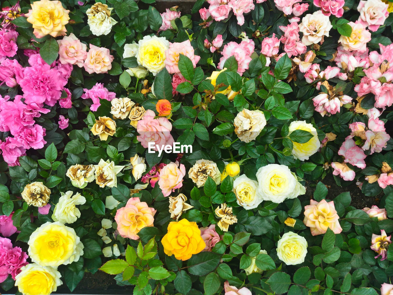 CLOSE-UP OF FLOWERS BLOOMING OUTDOORS