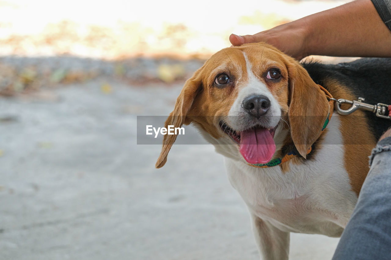 PORTRAIT OF DOG STICKING OUT TONGUE AT CAMERA