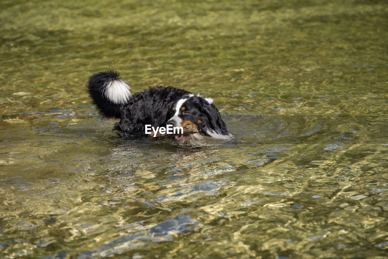 DOG IN A DUCK