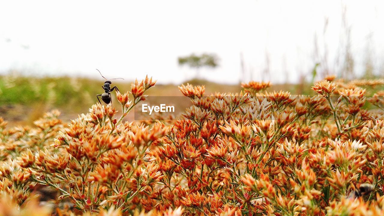 CLOSE-UP OF FLOWERING PLANTS ON LAND