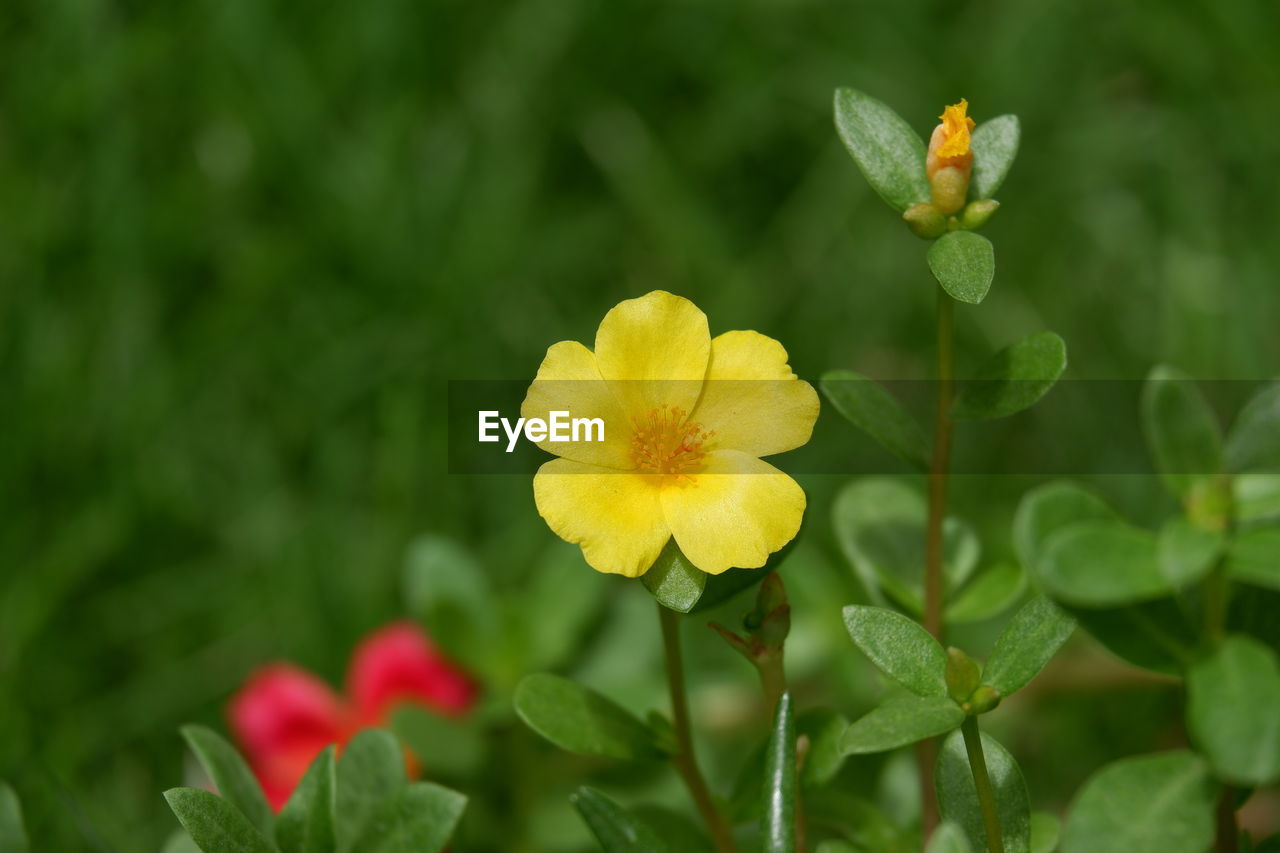 CLOSE-UP OF YELLOW FLOWER