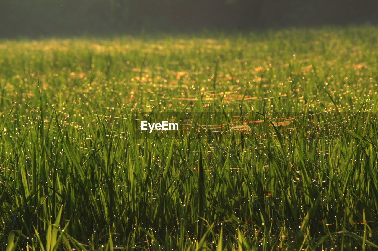 Dew on the rice field early in the morning