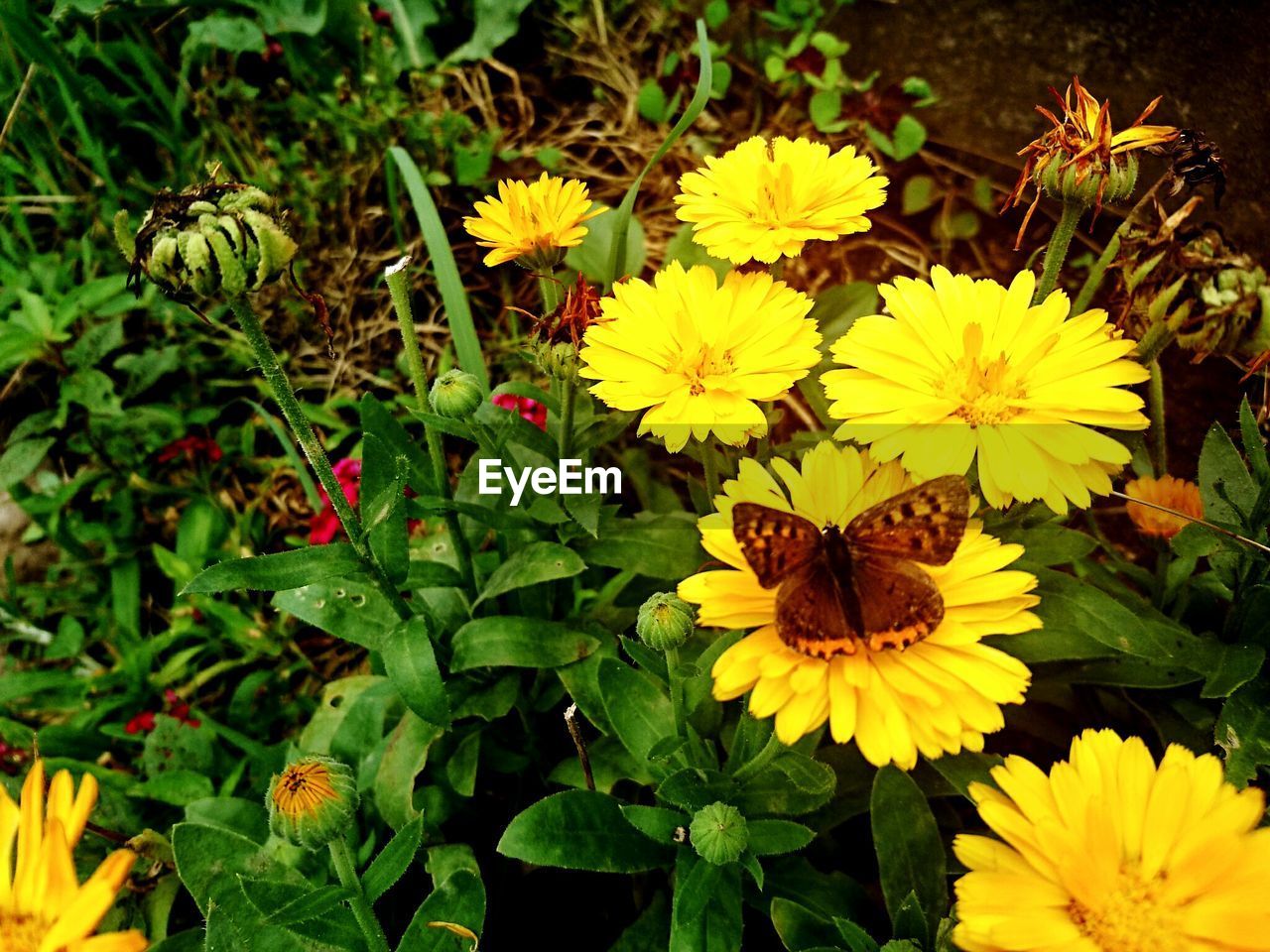 CLOSE-UP OF YELLOW FLOWERS BLOOMING