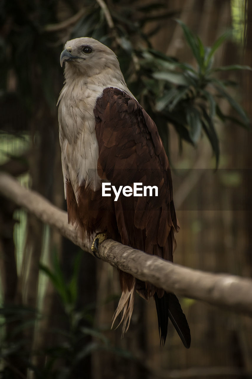 EAGLE PERCHING ON TREE