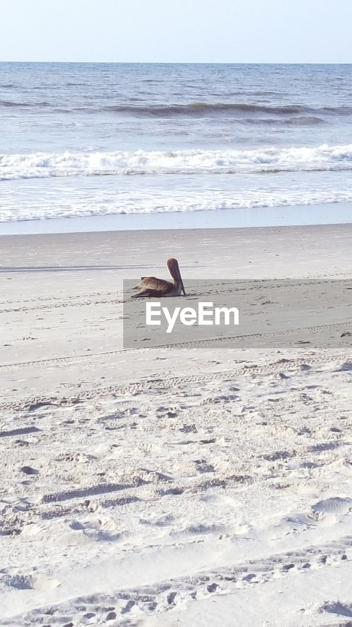 Duck on beach