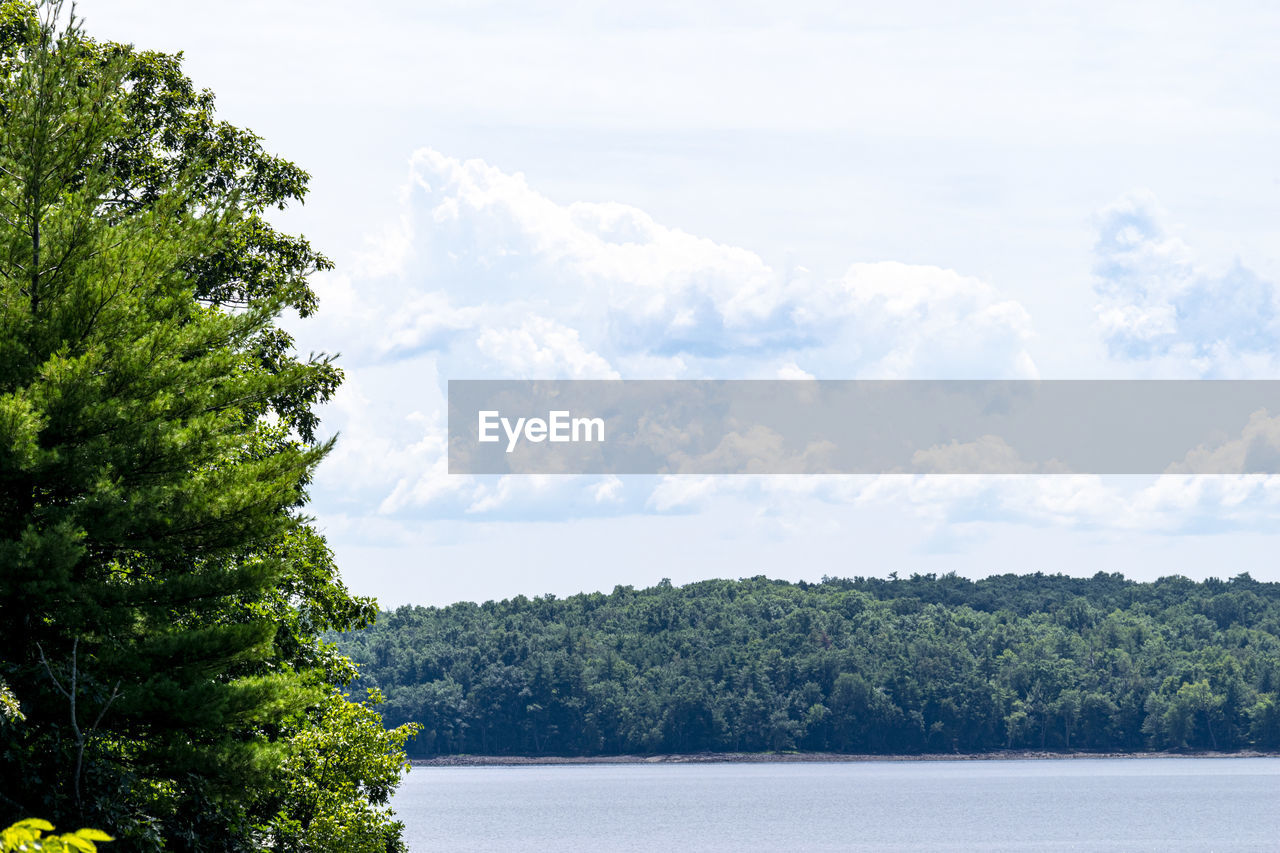 TREES BY LAKE AGAINST SKY