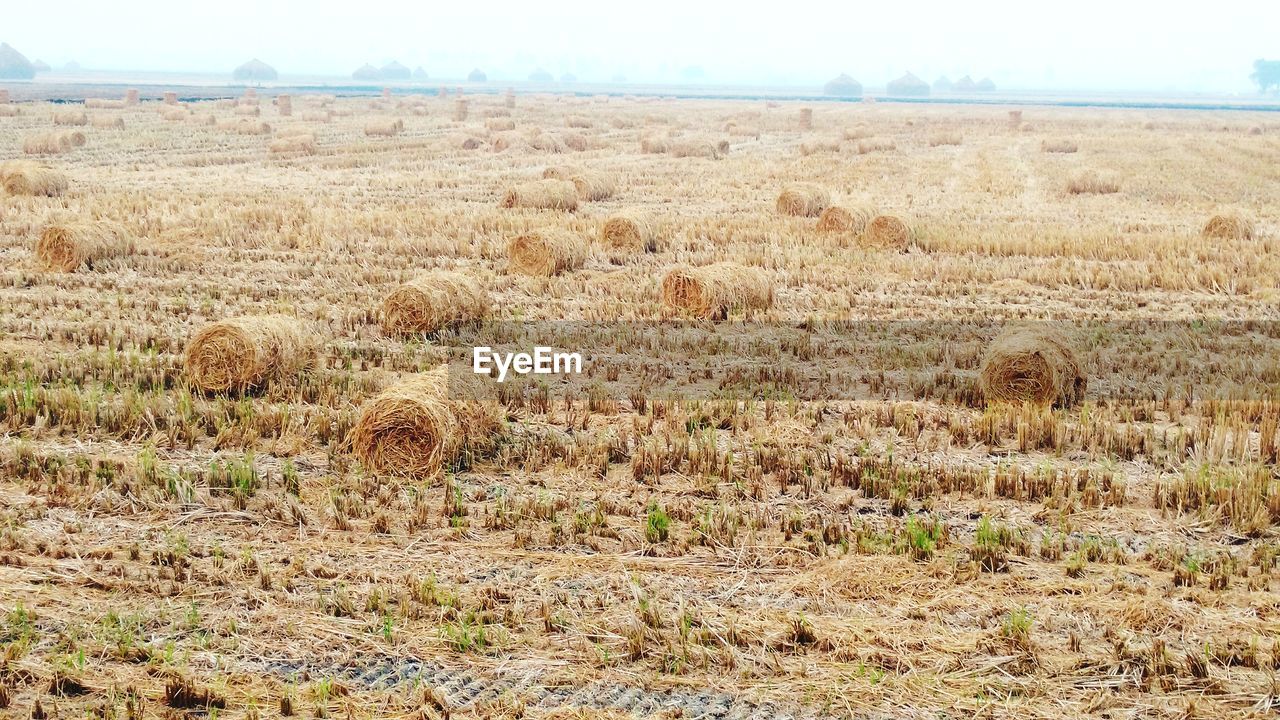 HAY BALES IN FIELD