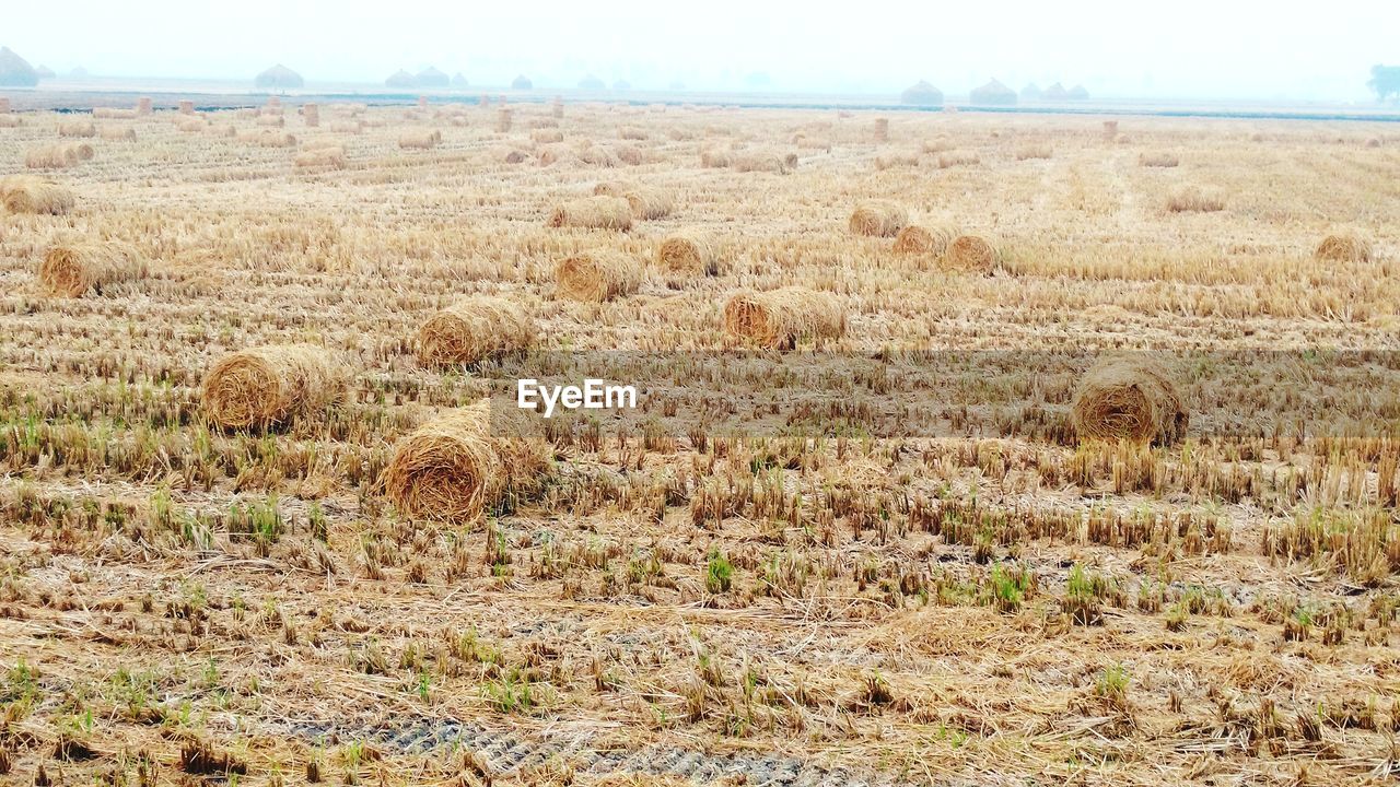 HAY BALES IN FIELD