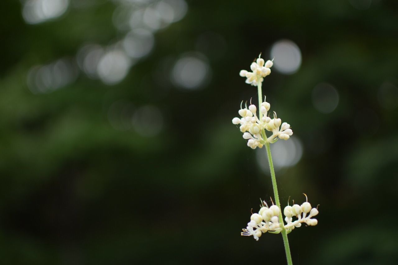 Close-up of white flowers blooming outdoors