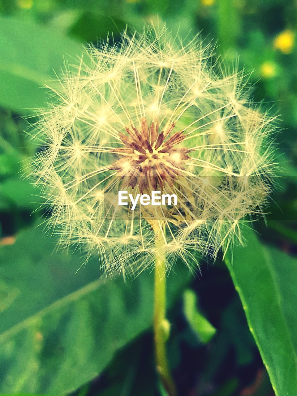 CLOSE-UP OF DANDELION GROWING OUTDOORS