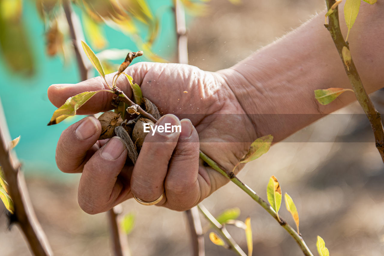 Close up of male farmer hand picking an almond from a tree.