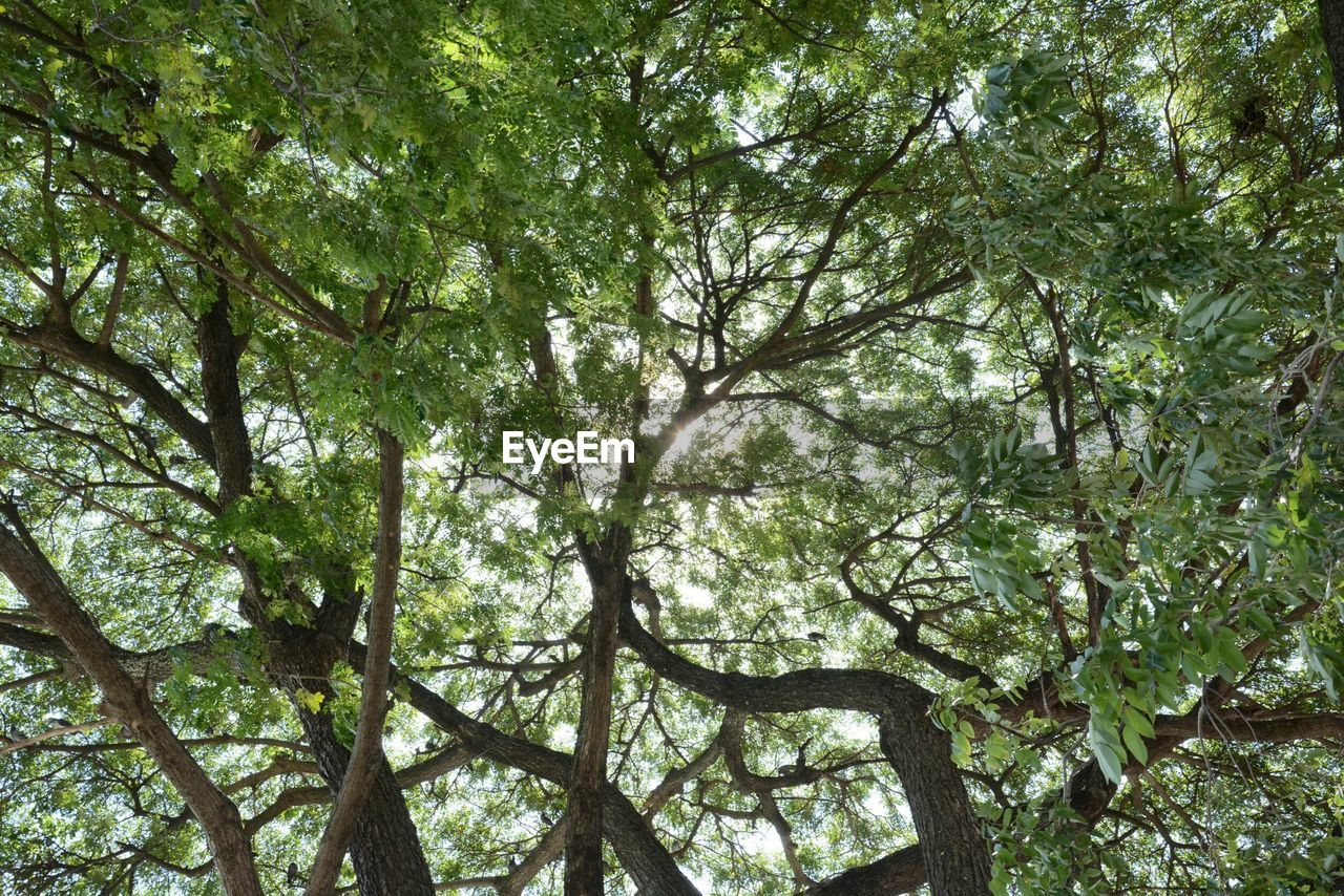 FULL FRAME SHOT OF TREE AGAINST SKY