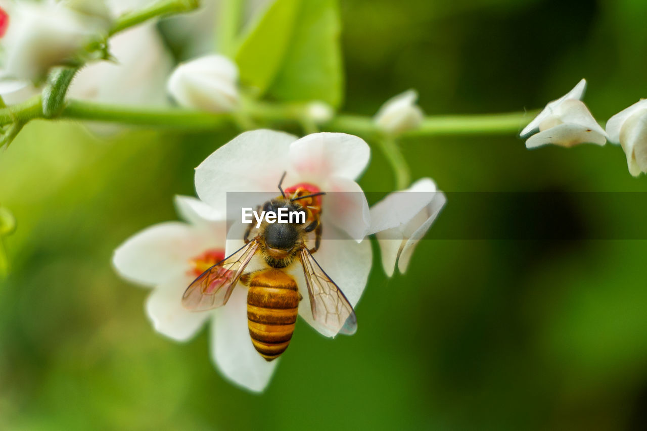 Close-up of bee pollinating on flower