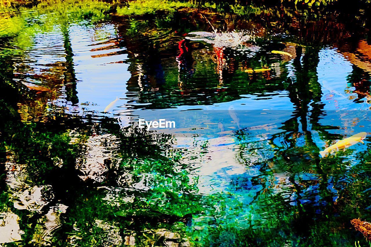 REFLECTION OF TREES IN WATER