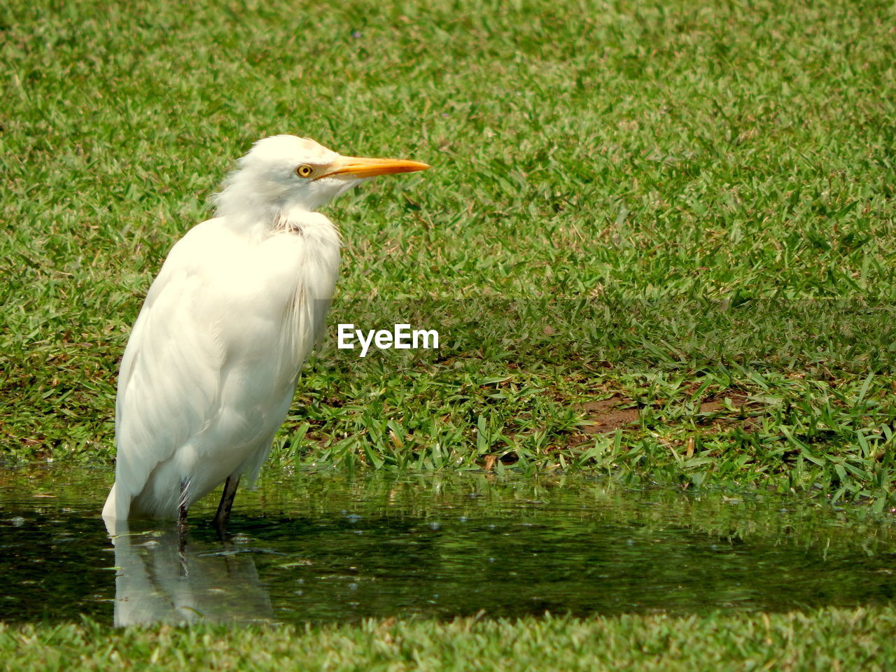 CLOSE-UP OF HERON ON GRASS