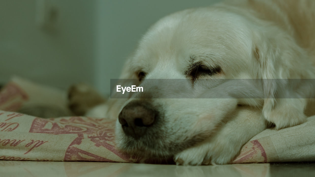 CLOSE-UP OF A DOG RESTING ON THE BED