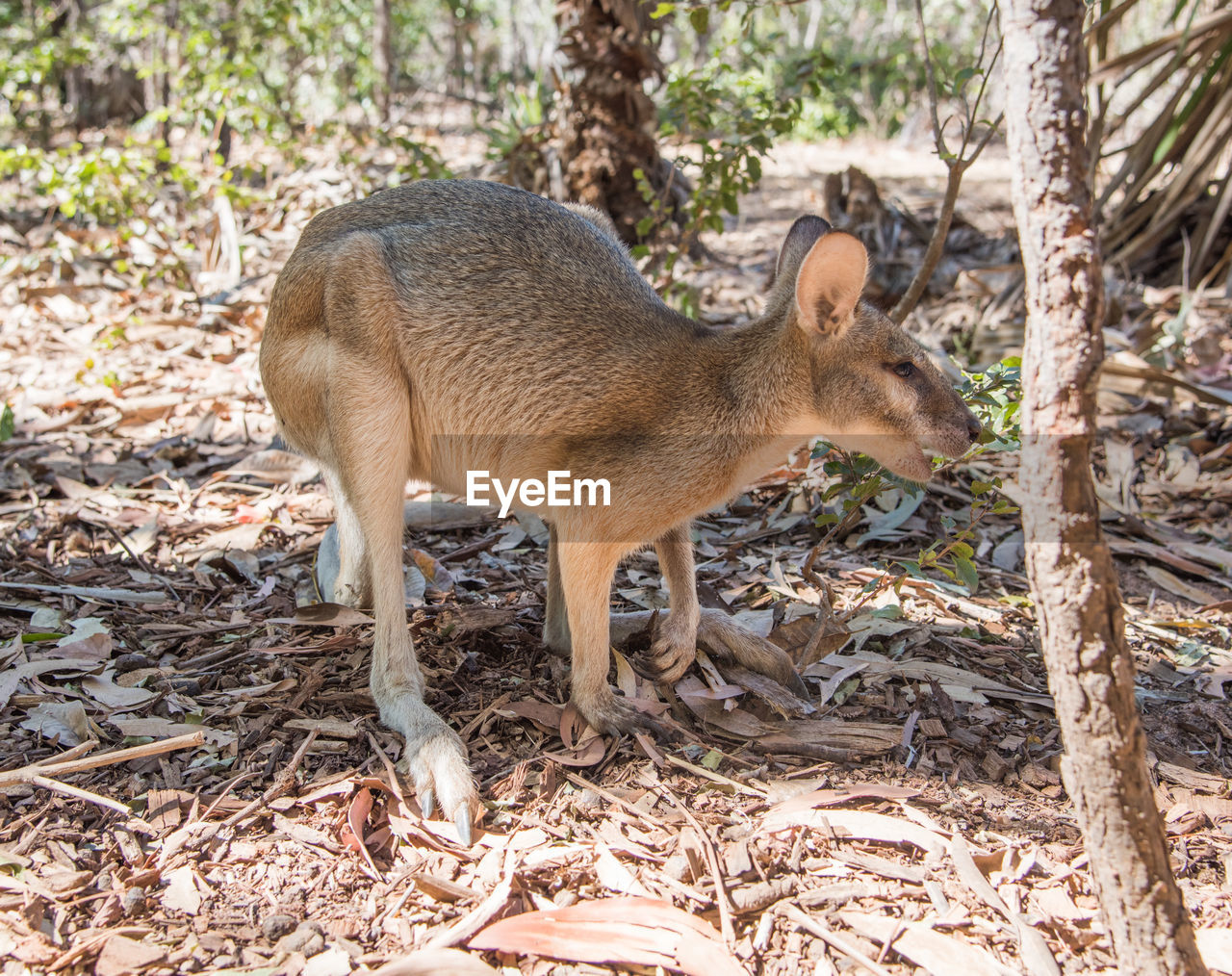 Wallaby in a forest