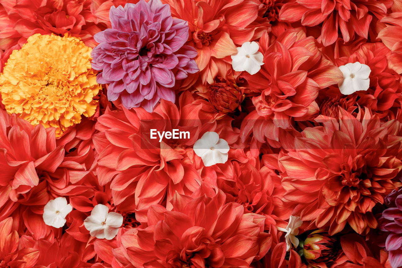 Close-up of multi-colored chrysanthemum , autumn flowers. floral background. gift card, 