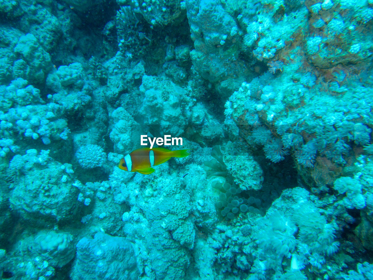 VIEW OF FISH SWIMMING UNDERWATER