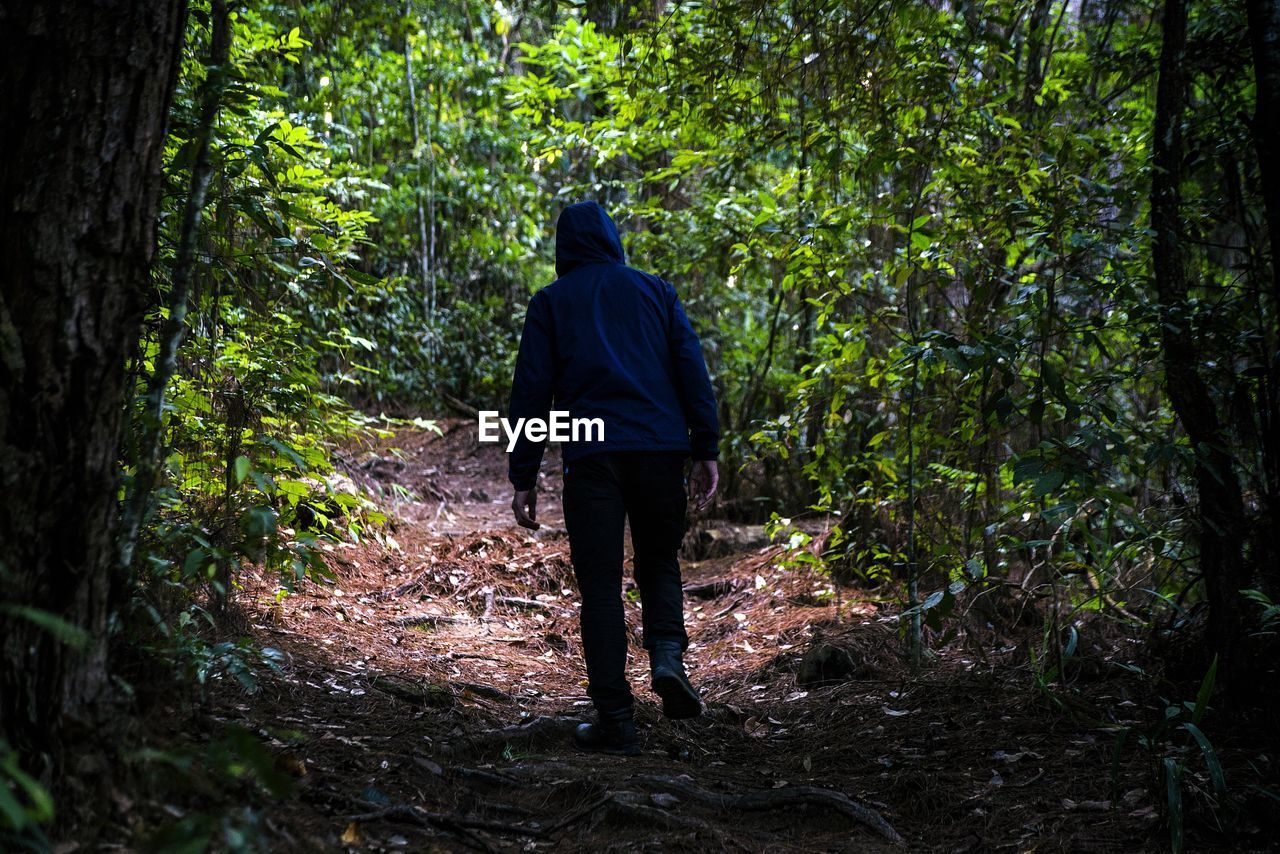 REAR VIEW OF A MAN WALKING IN THE FOREST