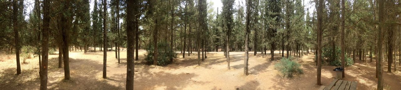 Panoramic view of trees in forest