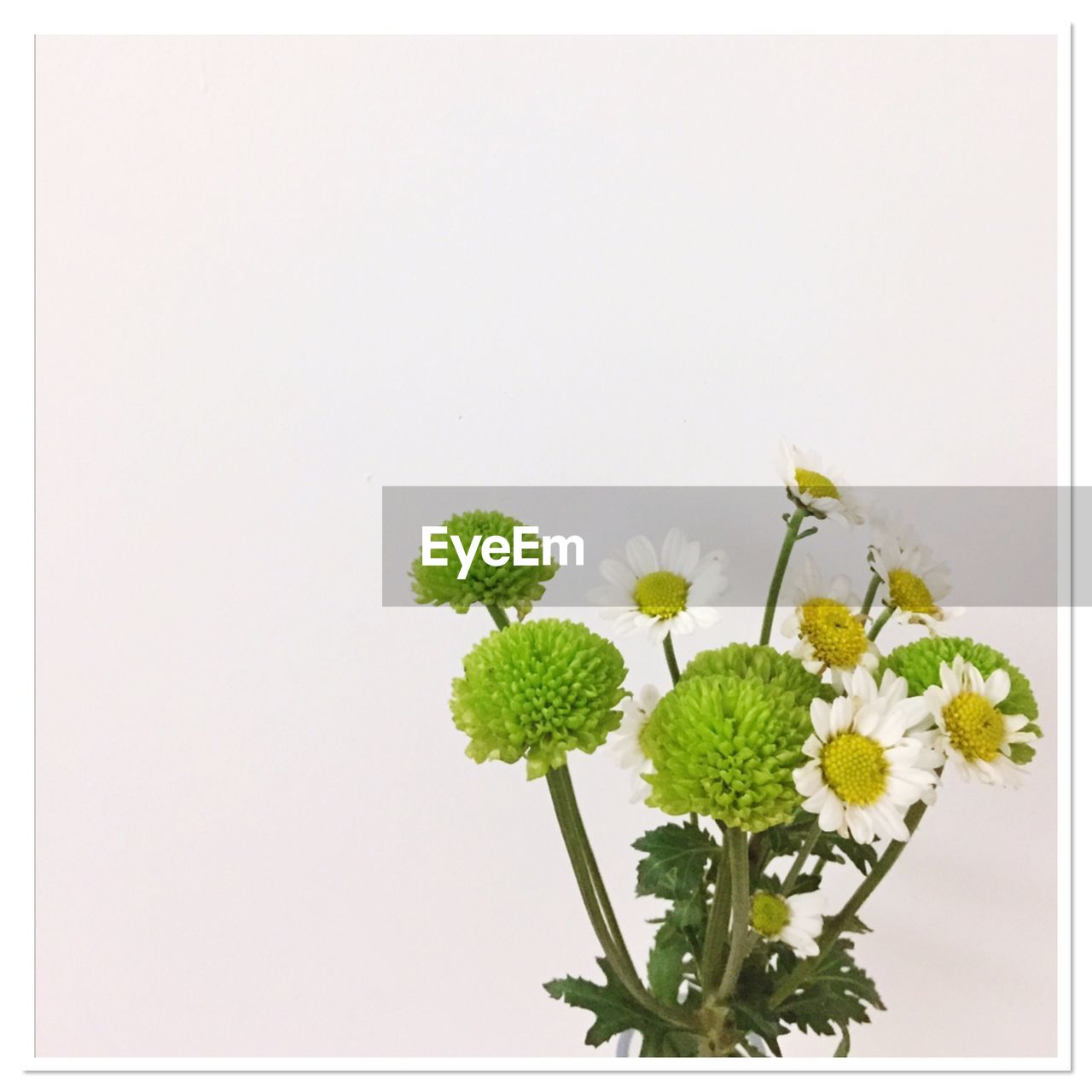 CLOSE-UP OF FLOWER PLANT AGAINST WHITE BACKGROUND