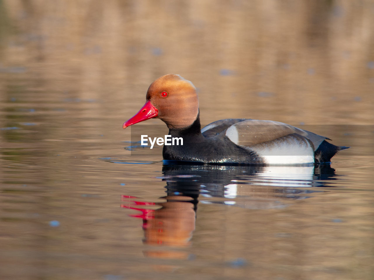 Red-crested pochard - netta rufina - young males on a danube river channel